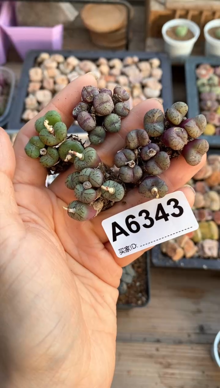 【闪购商品】6343直播一物一拍