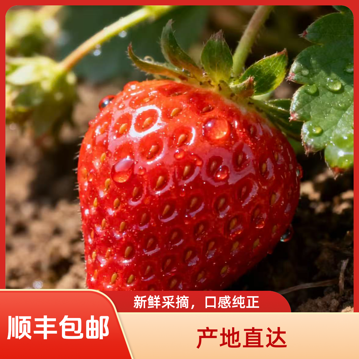 【顺丰包邮】凉山露天草莓新鲜现摘香甜饱满孕妈水果非丹东九九草莓