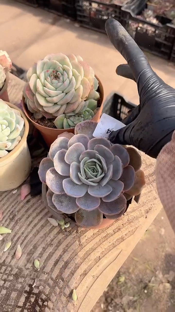 摆***?跃跃精品多肉07094