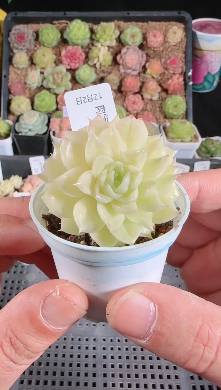 1202-269多肉群生不包整