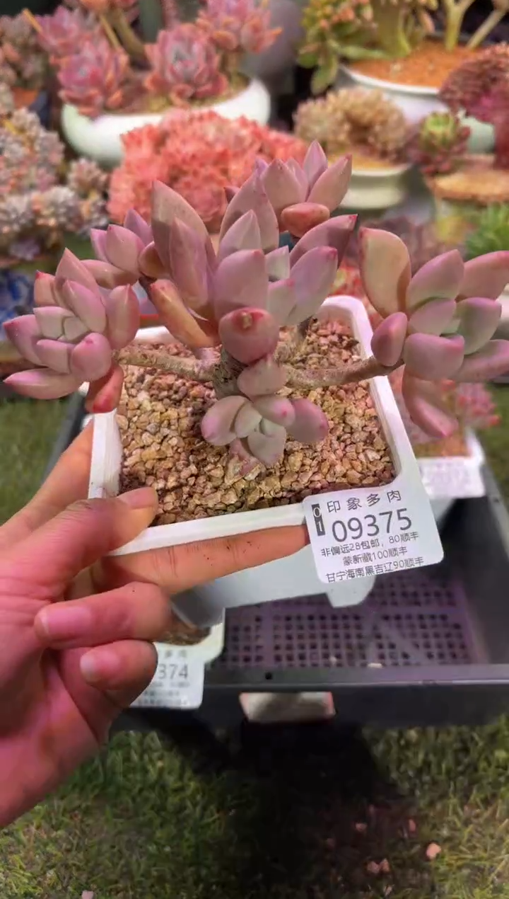 【闪购商品】09375