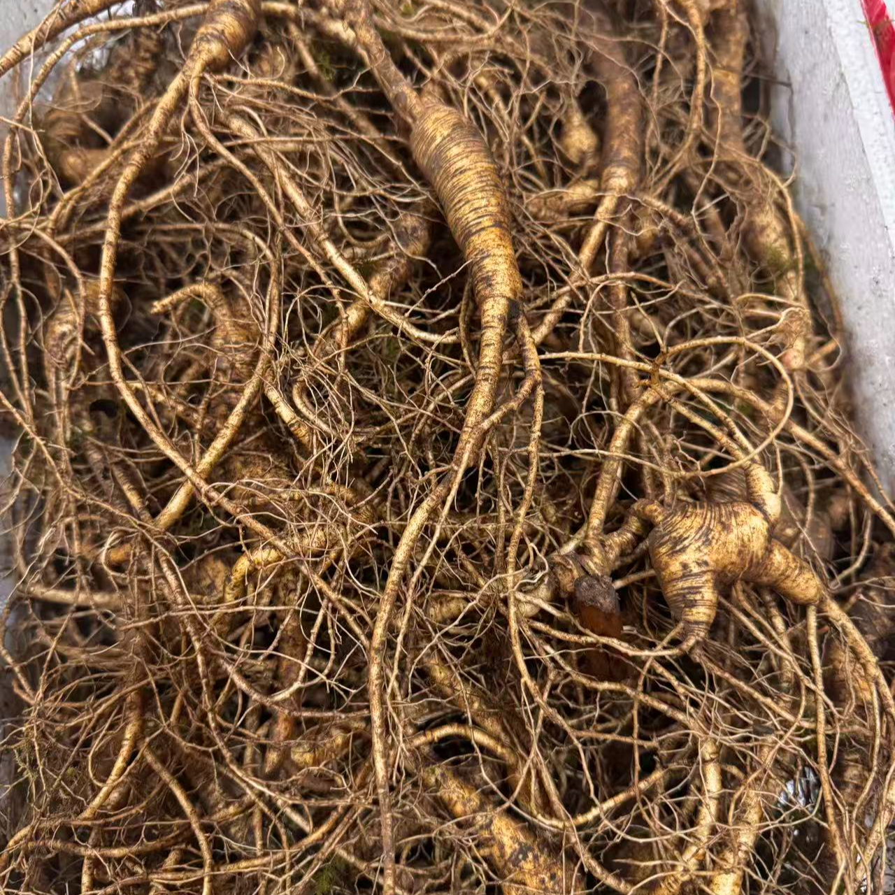 【惠顺堂】惠顺姐严选新鲜山参长白山新鲜带土不支持退换 顺丰包邮