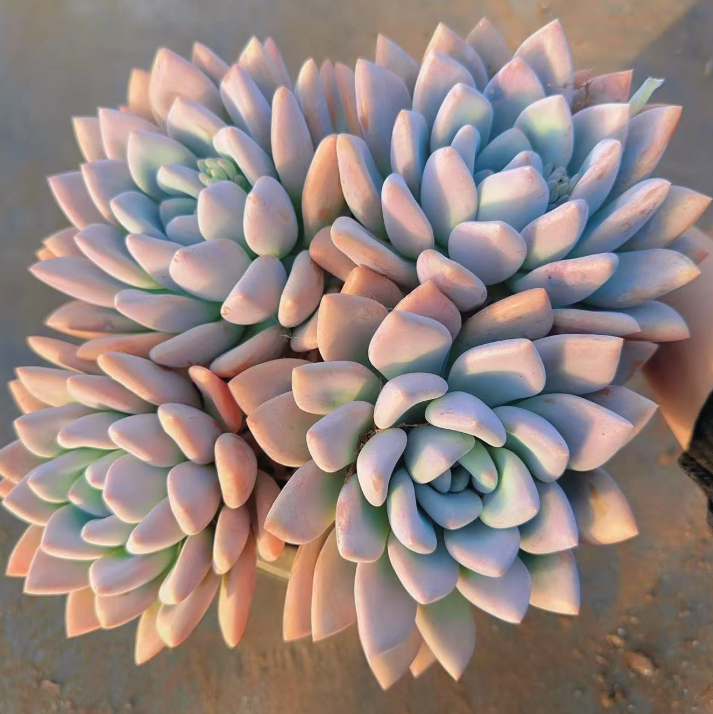 大号三头起奥普叶展23CM   多肉