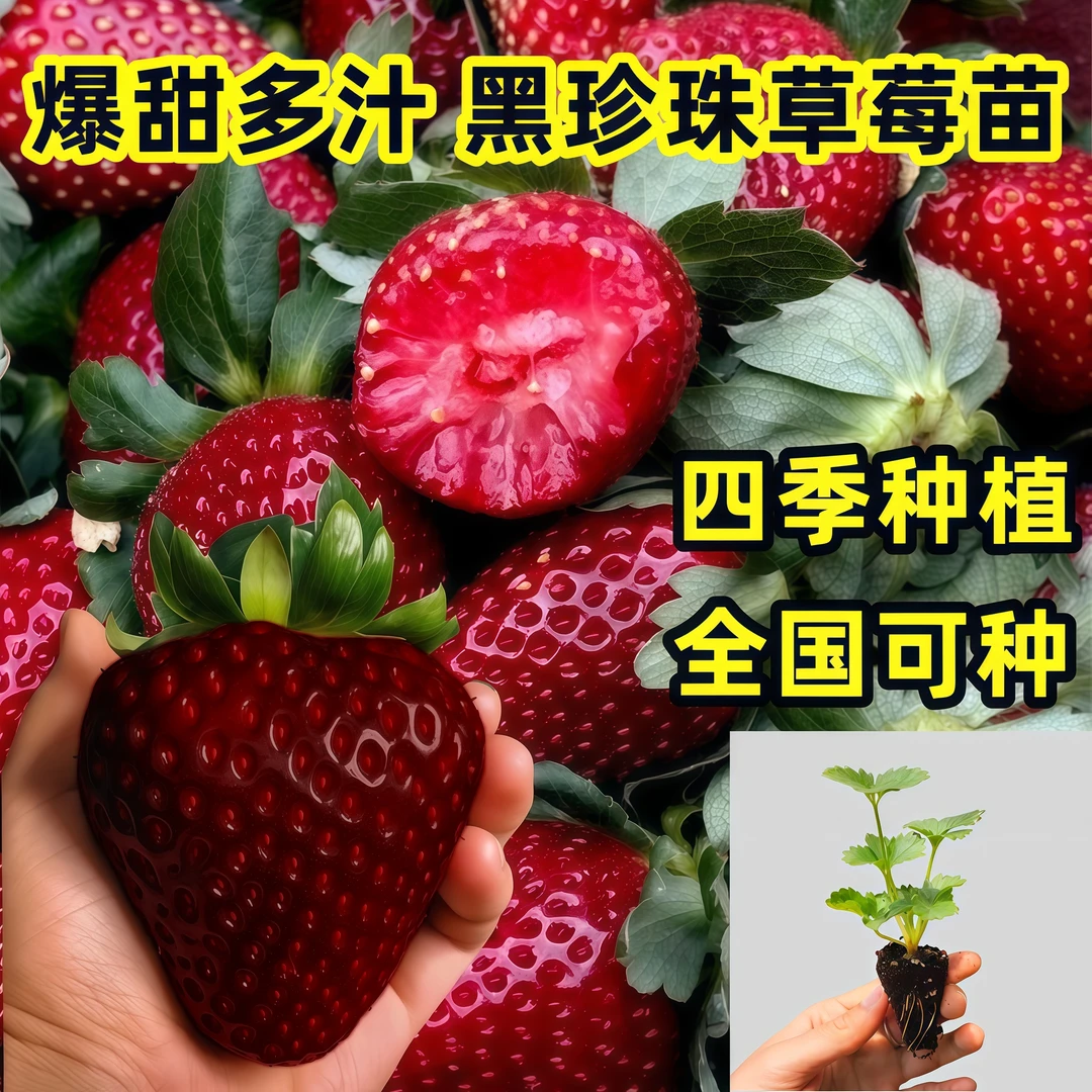 真红美玲新品黑珍珠草莓苗高产量紫霞玄玉草莓苗阳台盆栽地栽种植