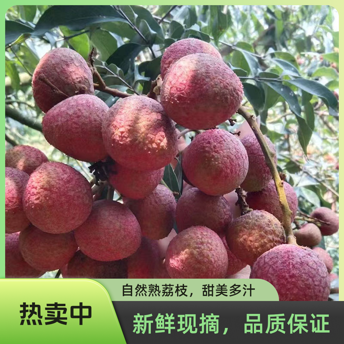 海南桂花香荔枝新鲜现摘当季水果新鲜现摘