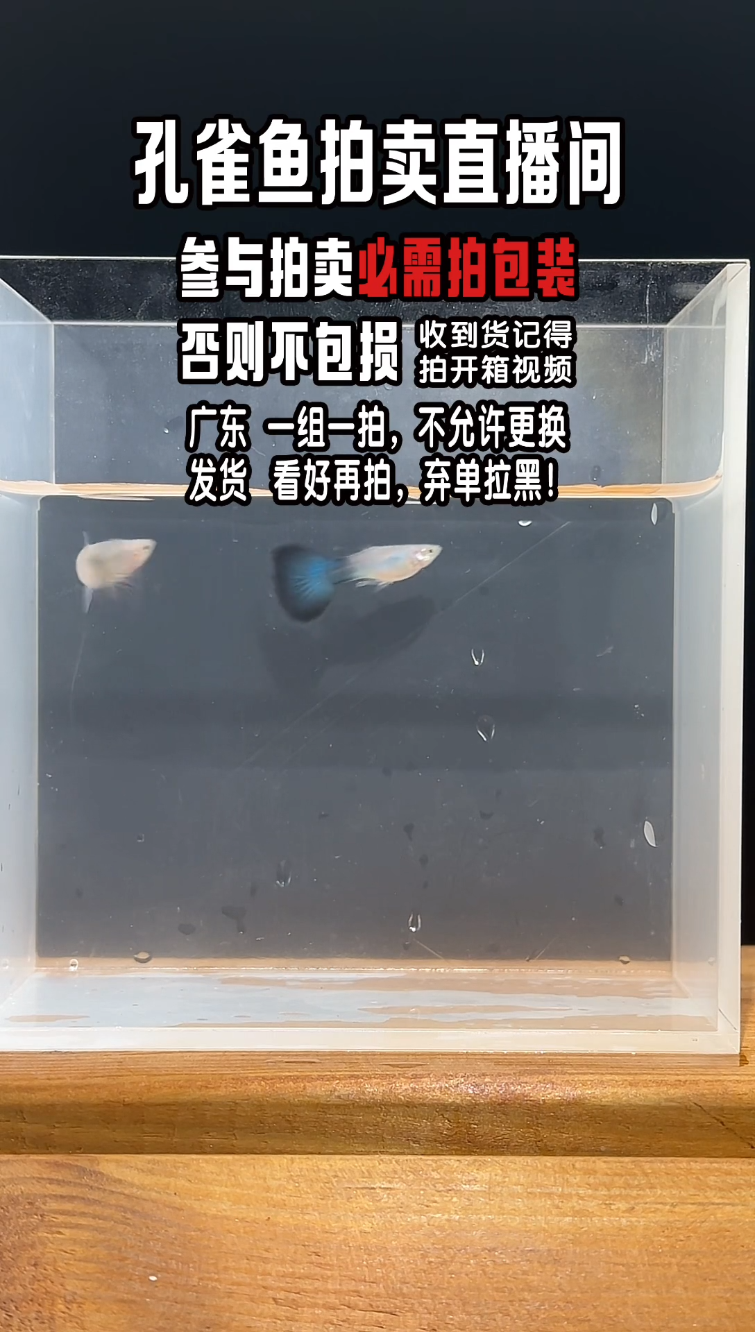 孔雀鱼蓝宝石1对