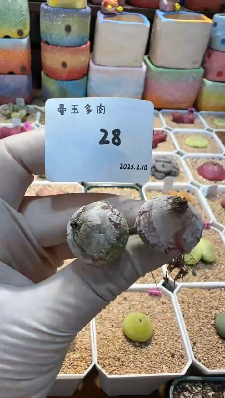 【闪购商品】25.2.10-28