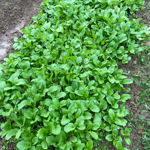 农村自种健康蔬菜包