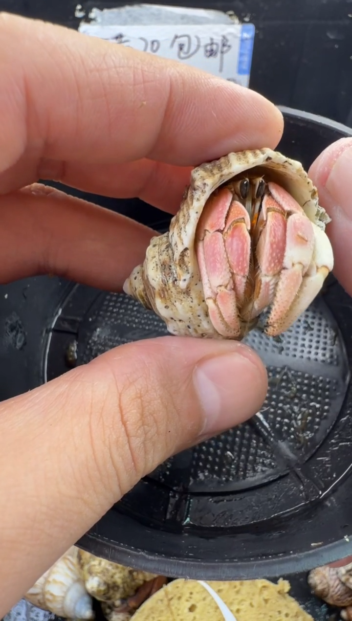 1.8口彩灰一只，不包全品