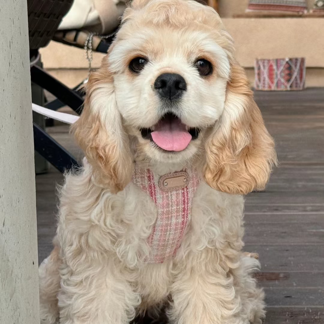 （李花花的犬舍）T小狗狗活体