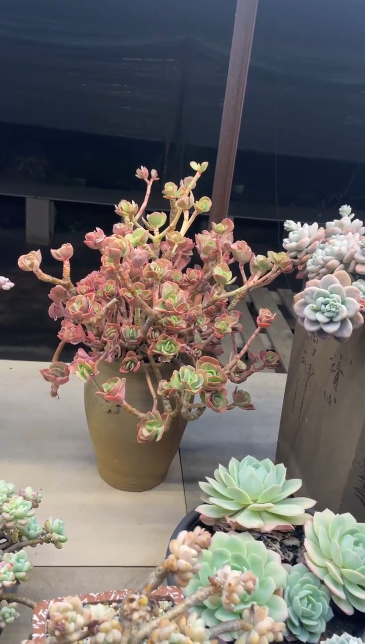 【闪购商品】188火焰玫瑰