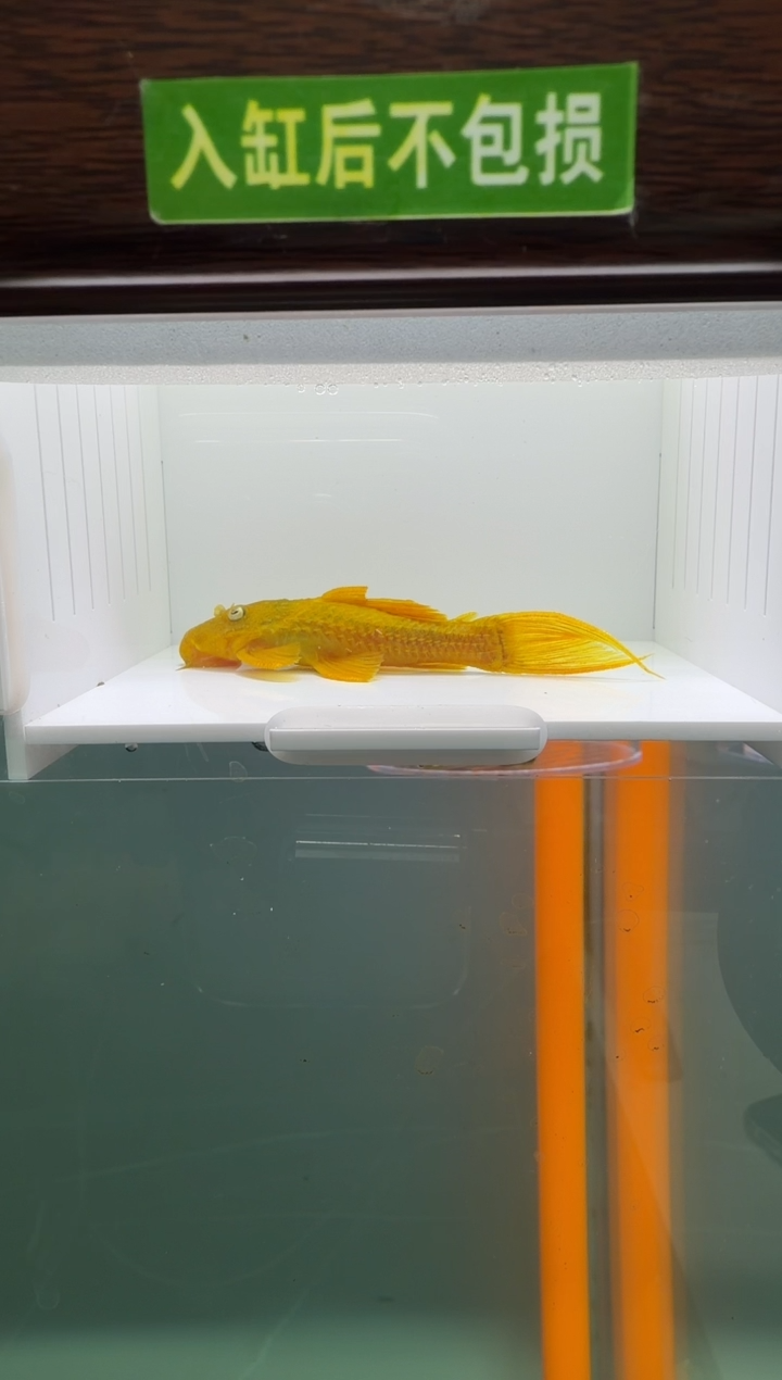 清道夫鱼108号24入缸不包损录制完整开箱视频8.2厘米