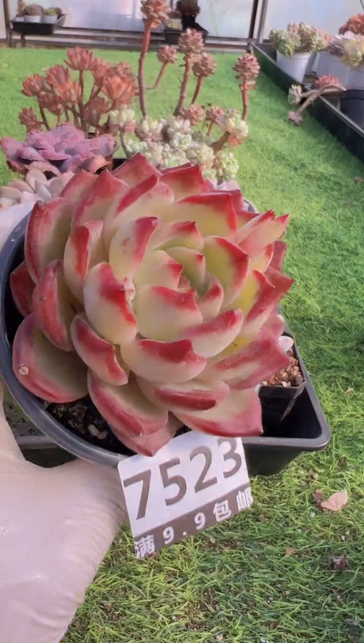 【闪购商品】信福多肉一物一拍