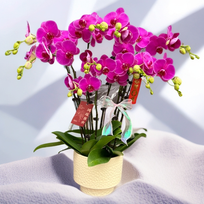 蝴蝶兰《恭喜发财》年度爆款花美观花色娇艳 全开放 