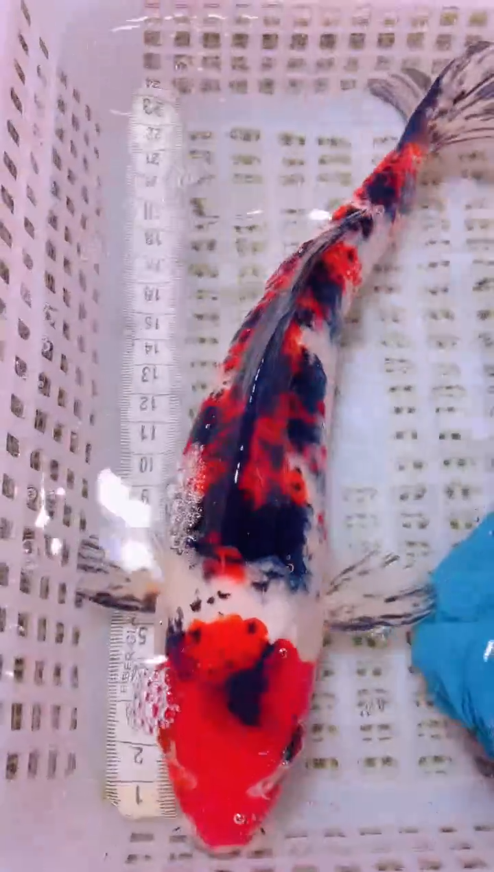 锦鲤冷水观赏鱼全场包邮155