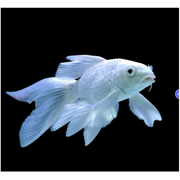 精品蝴蝶鲤台系白色（普身）观赏鱼 12-15公分