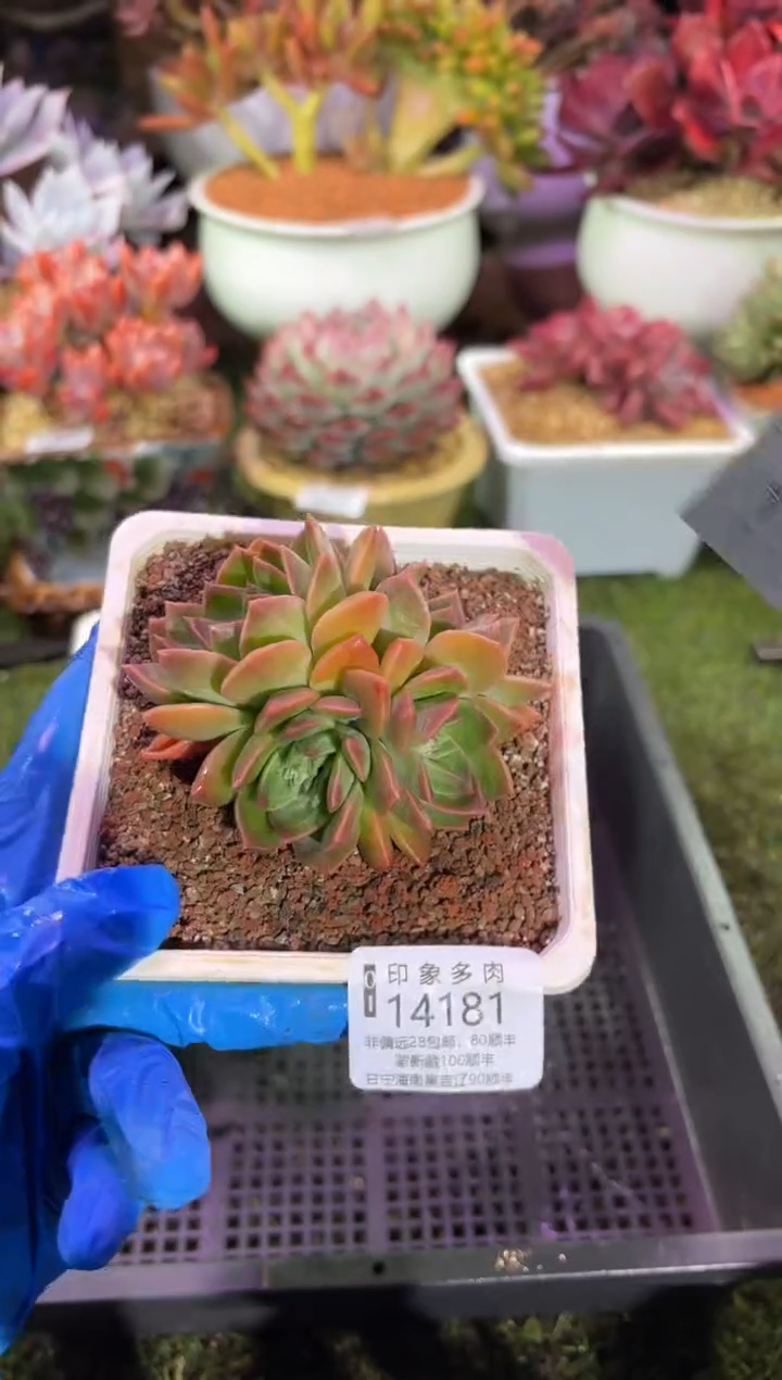 【闪购商品】14181