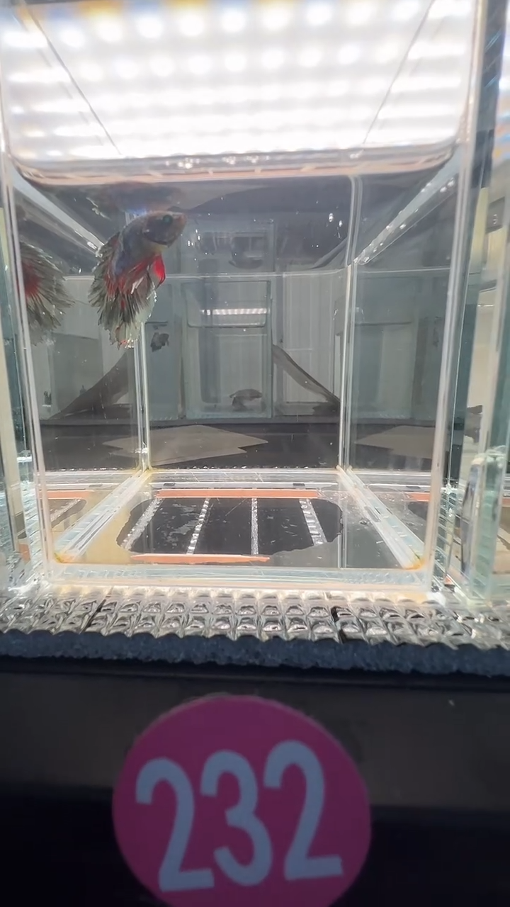 斗鱼斗鱼绣球大耳朵