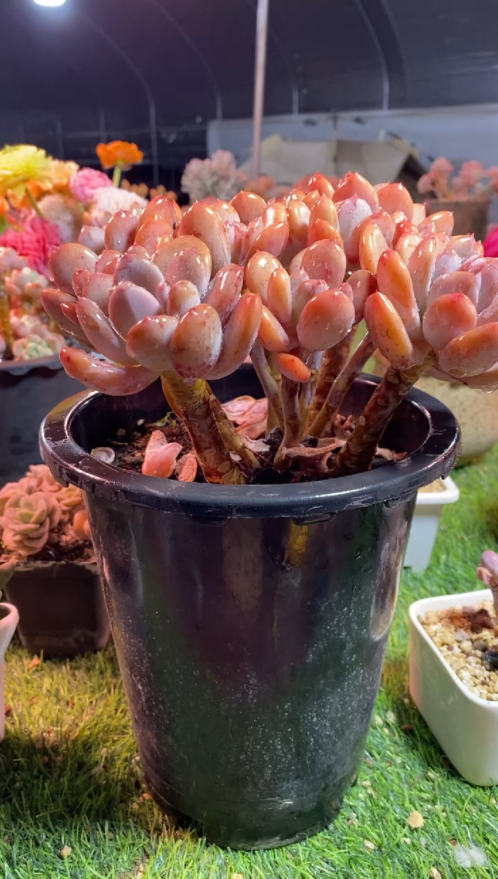 【闪购商品】0138a