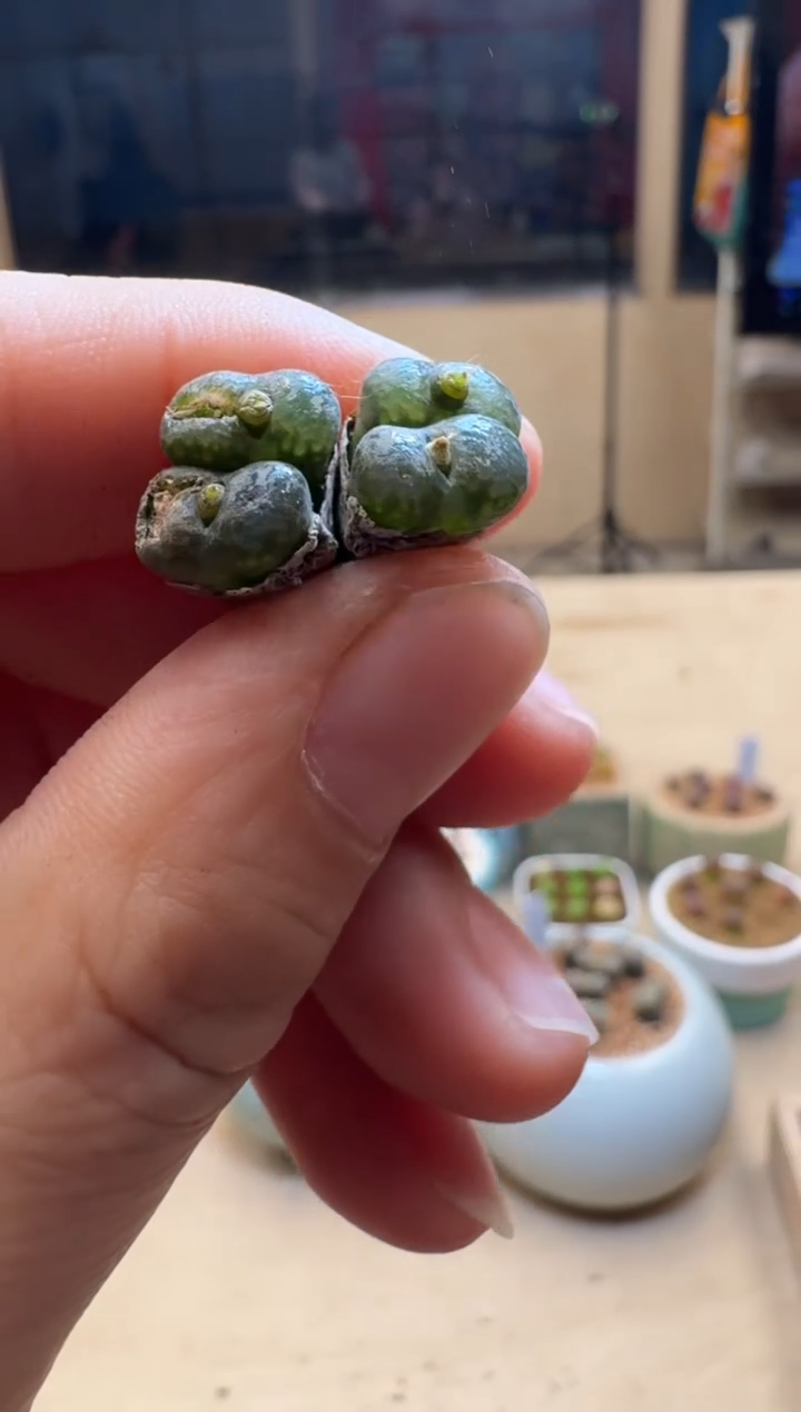 【闪购商品】1/24-124