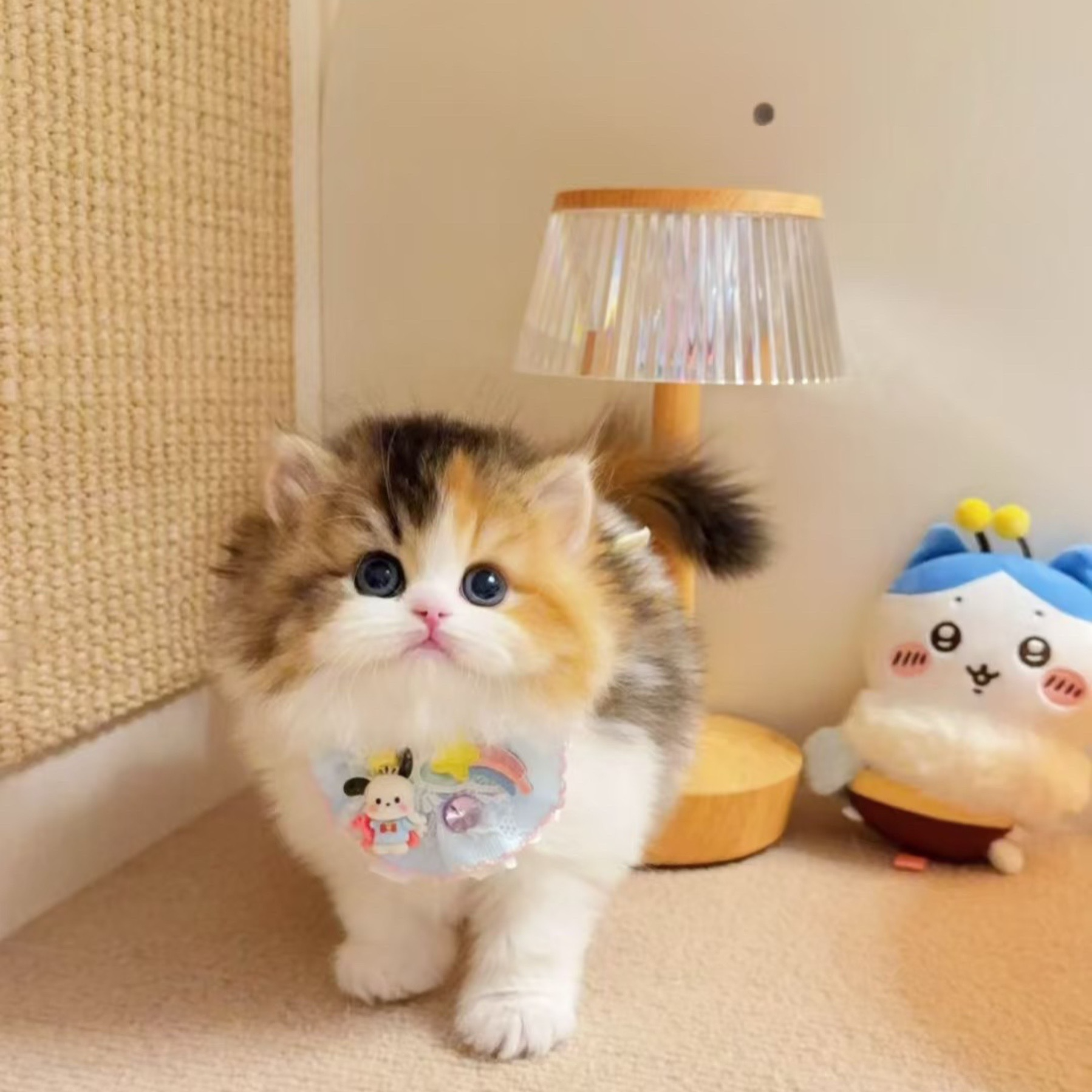 超高性价比可爱猫咪活体福利特价火爆秒杀