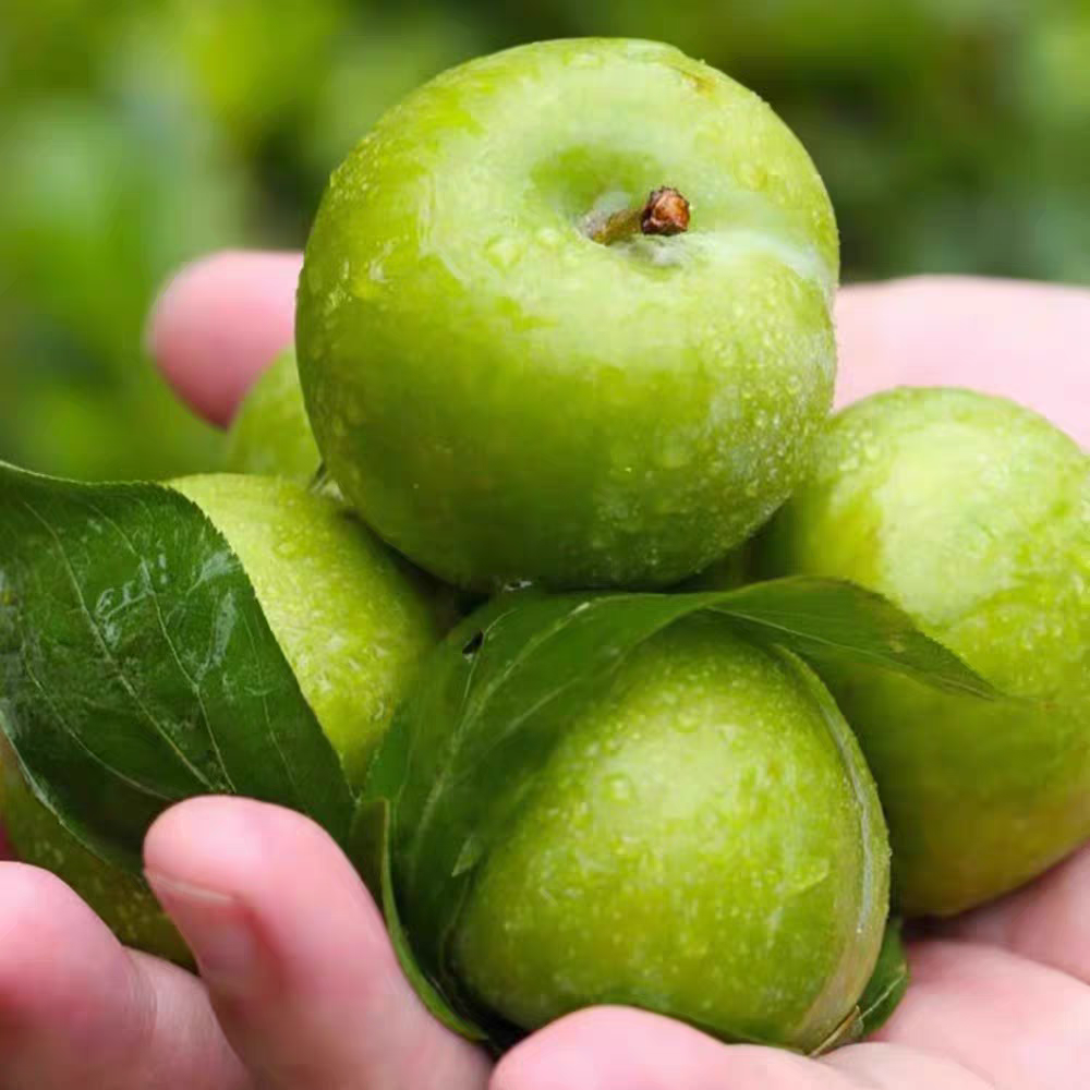正宗头茬新鲜现摘青脆脱骨李子当季孕妇水果