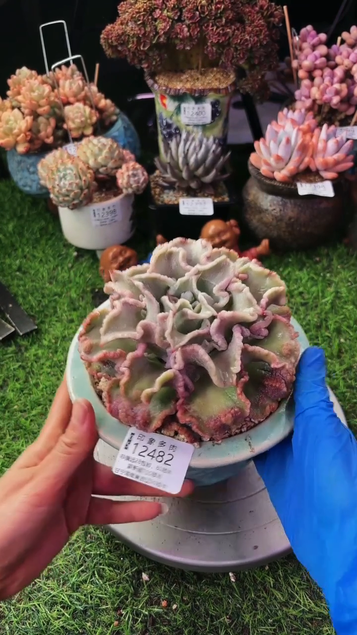 昆明印象多肉12482