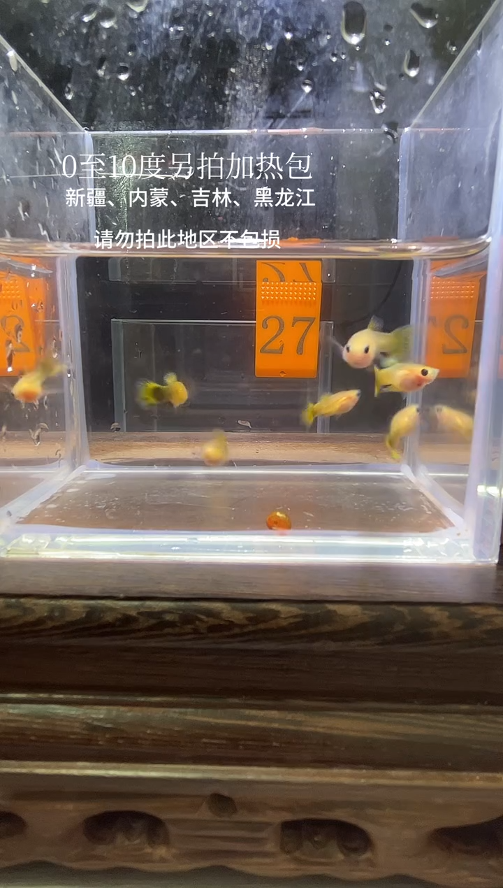 孔雀鱼黄化小蜜蜂短体27