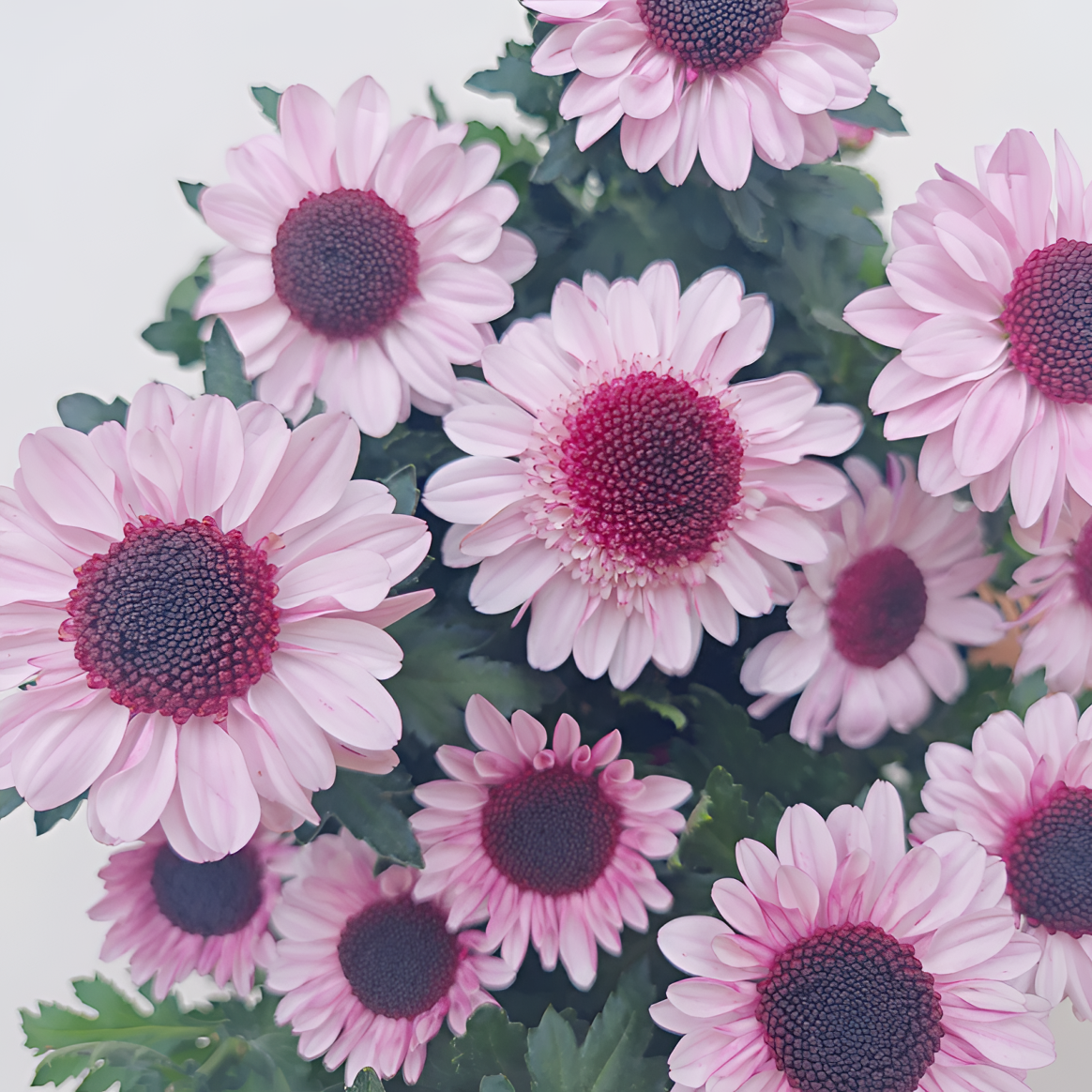 【草莓熊】荷兰菊  盆栽花苗耐热耐寒多年生植物  新手易养护 蒋