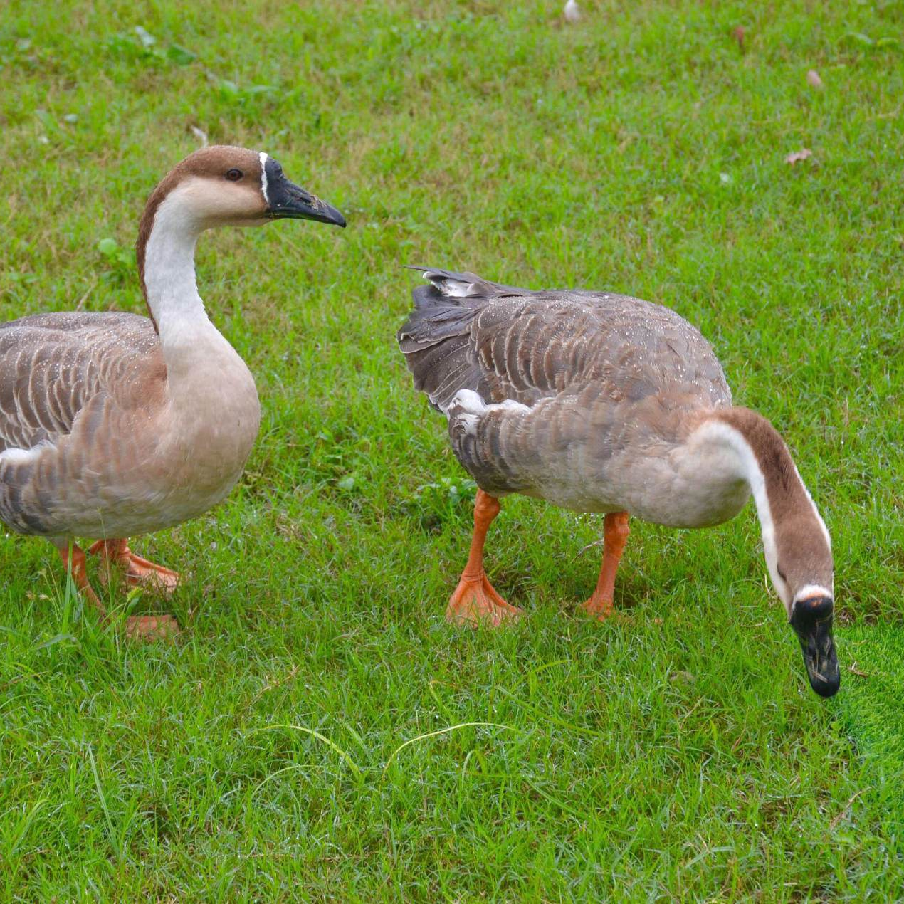 【5只送1只】正宗反季大种灰鹅鹅肉质鲜美农养散养生鲜发货