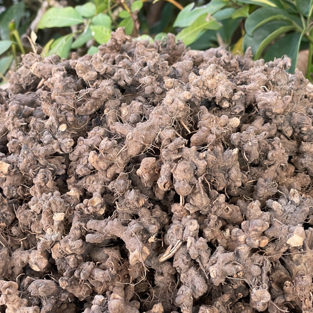 【阿海精选】土特产猫爪草