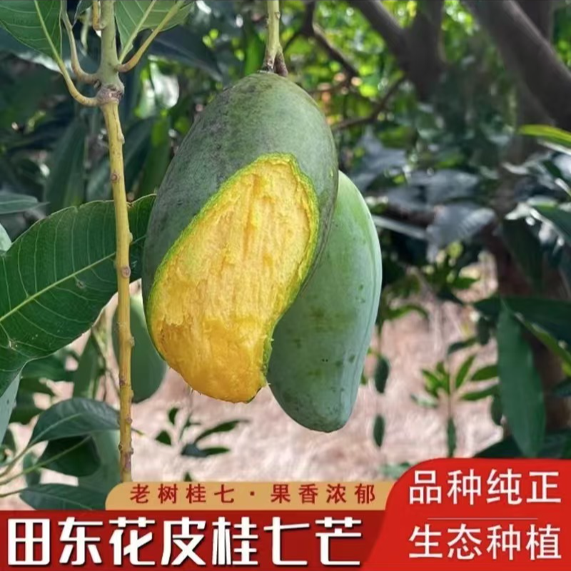 【正宗桂七芒】广西百色田东花皮桂七芒果新鲜现摘香甜水果产地直发