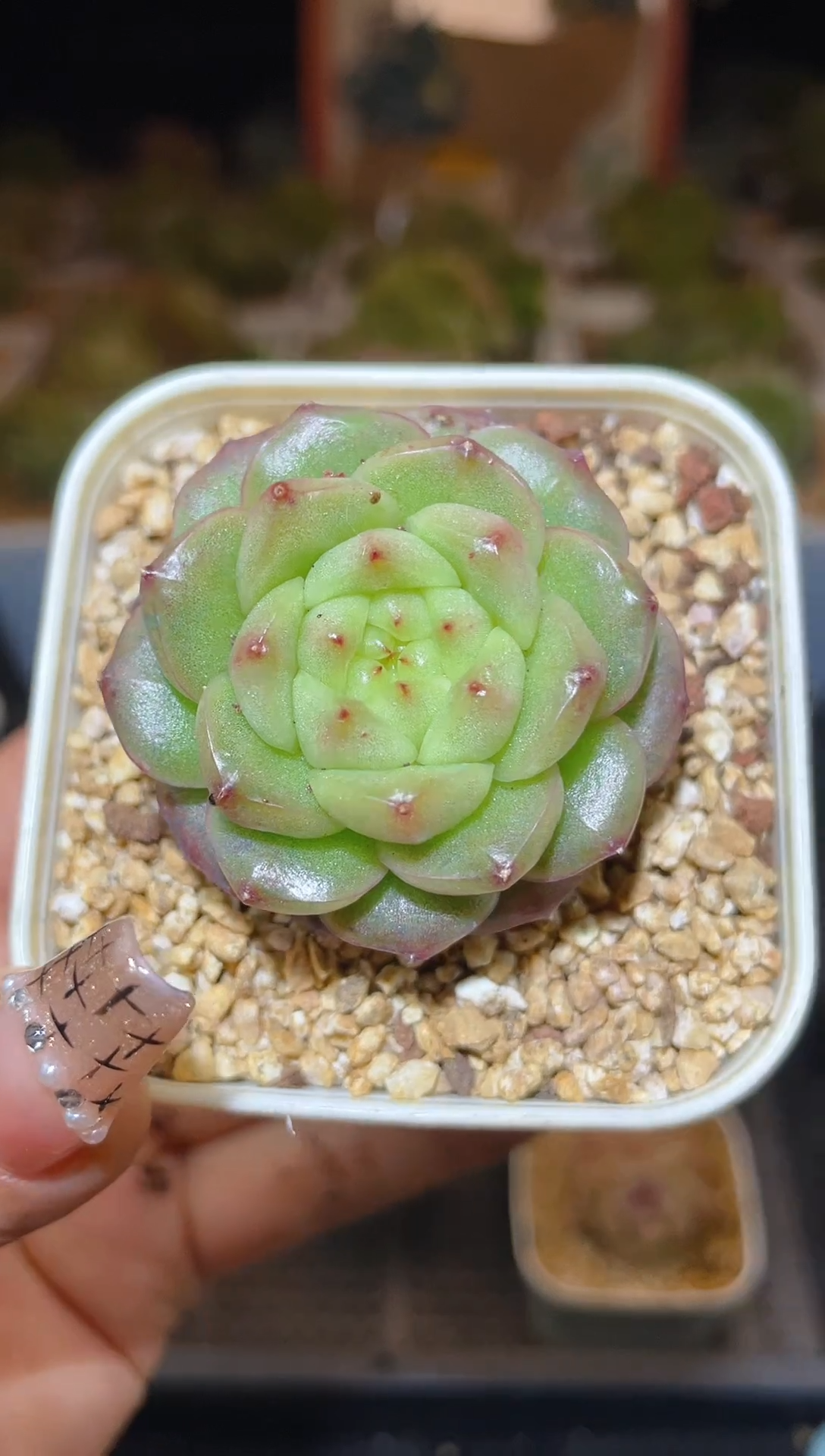 【闪购商品】235灯泡珍妮