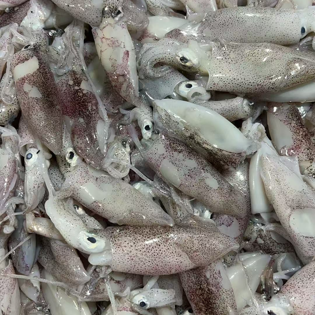 【4斤小海兔】东海野生海捕小海兔顺丰包邮