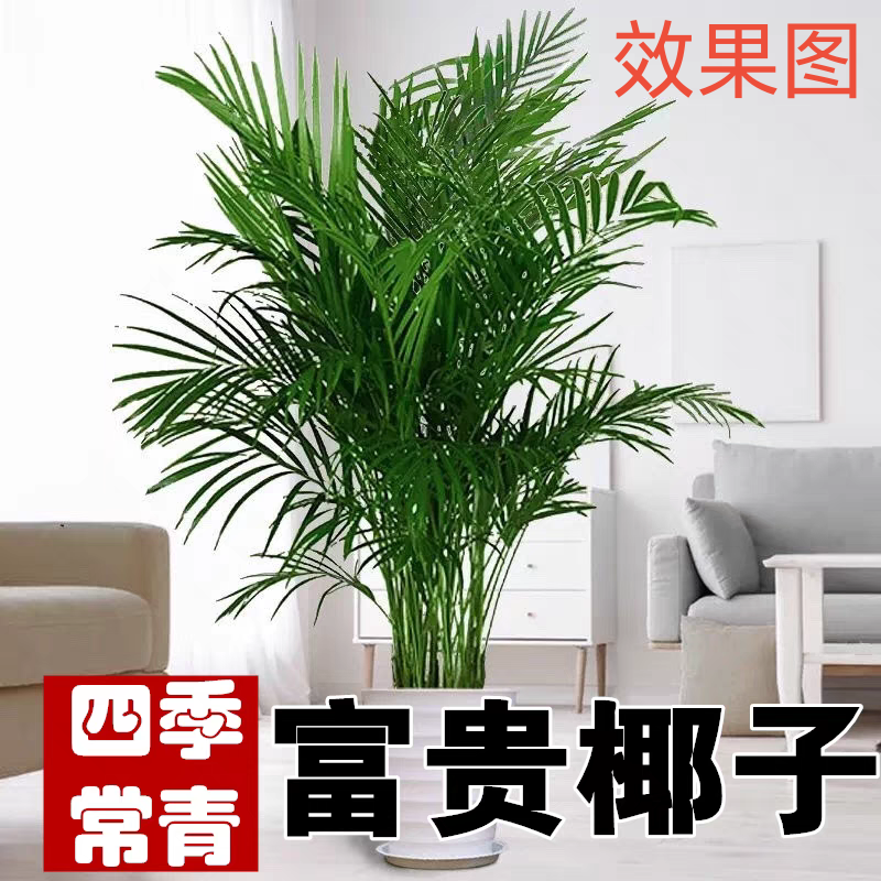 富贵椰子绿植盆栽室内耐旱散尾葵客厅卧室摆放