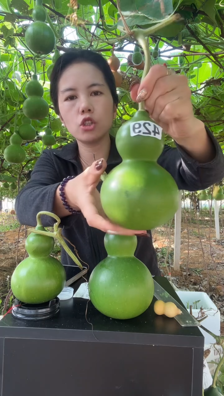 :429天然葫芦摆件 一物一拍龙头不保售后
