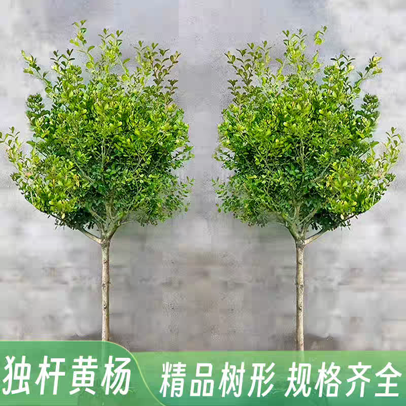 黄杨树苗独杆小叶瓜子黄杨苗盆栽庭院地栽造型盆景树桩素材绿化苗