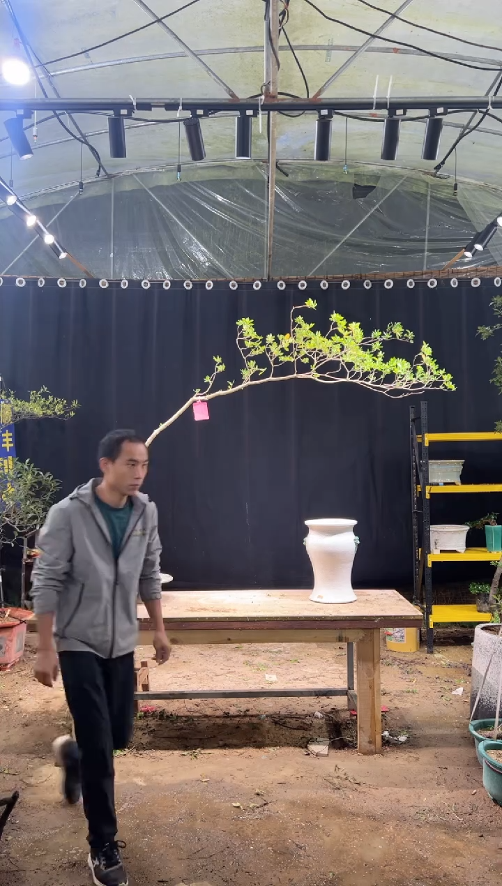 当前无花朵，栽培后可花朵颐****康  海岛栀子花