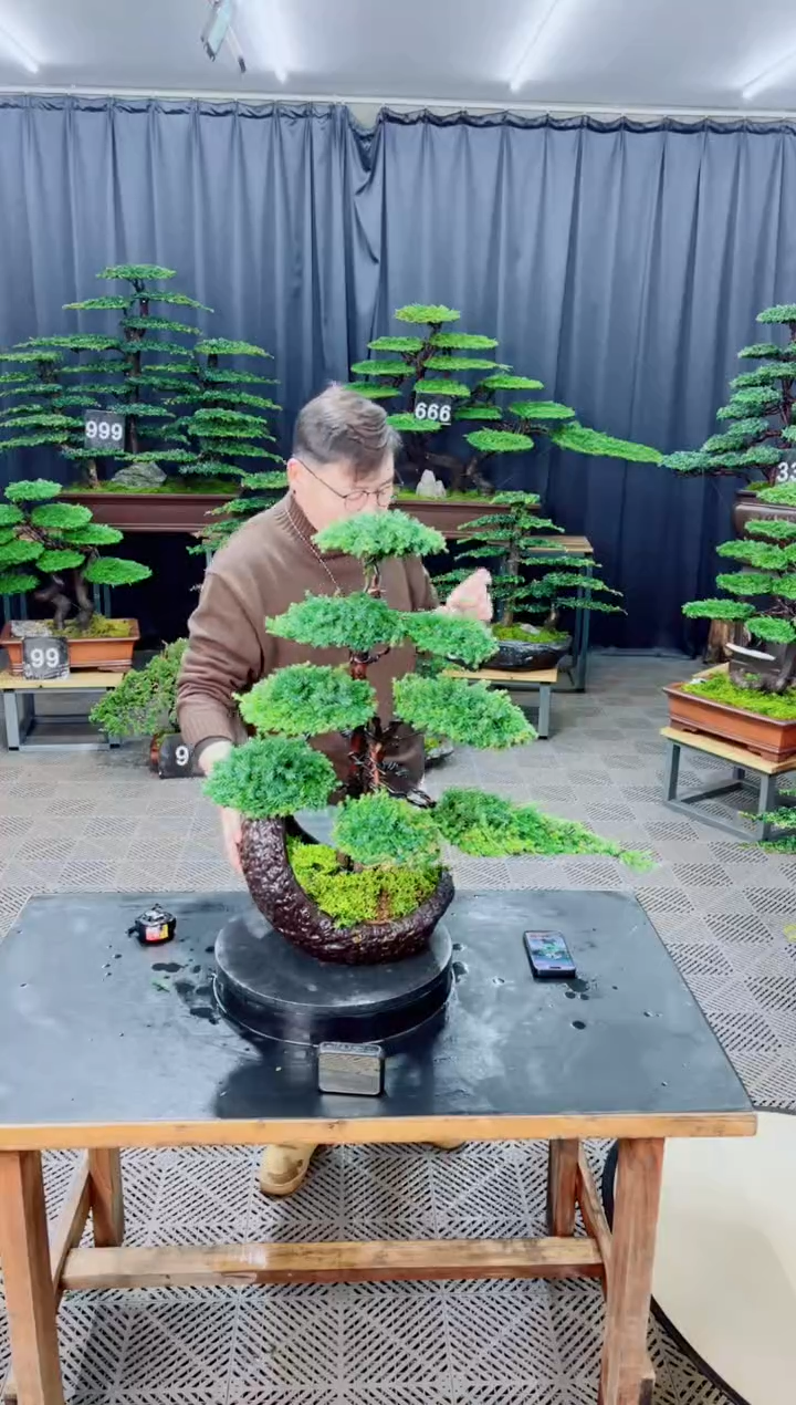 无花朵盆景.........