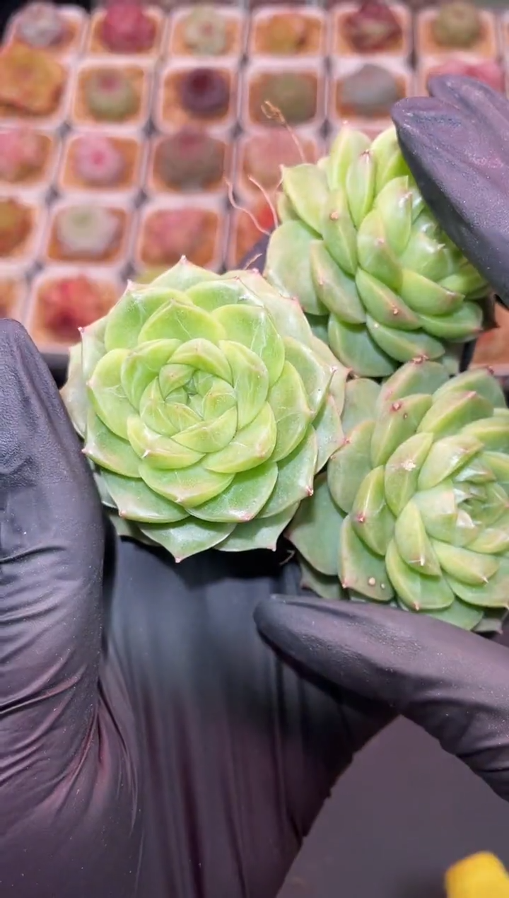 闪购071 青绿翡多肉一颗  