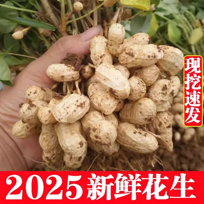 2025年新湿花生当季新鲜带壳湿花生带泥巴生花生红皮粉皮现挖现发