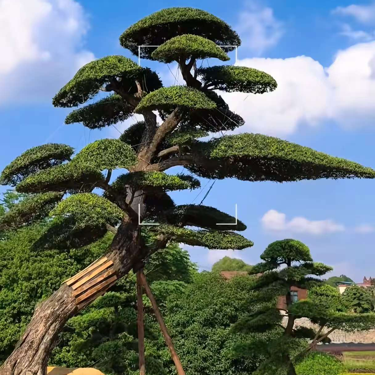 精品小叶雀舌罗汉松造型树适合别墅庭院地景盆景
