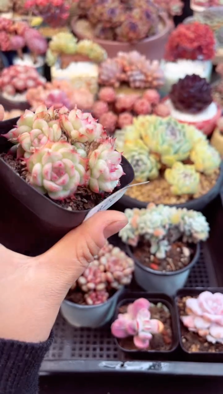 【闪购商品】8281群生麦秆多肉