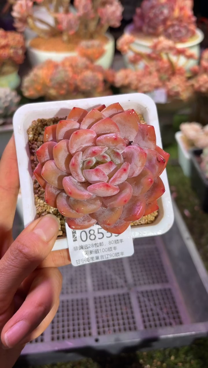 【闪购商品】08539