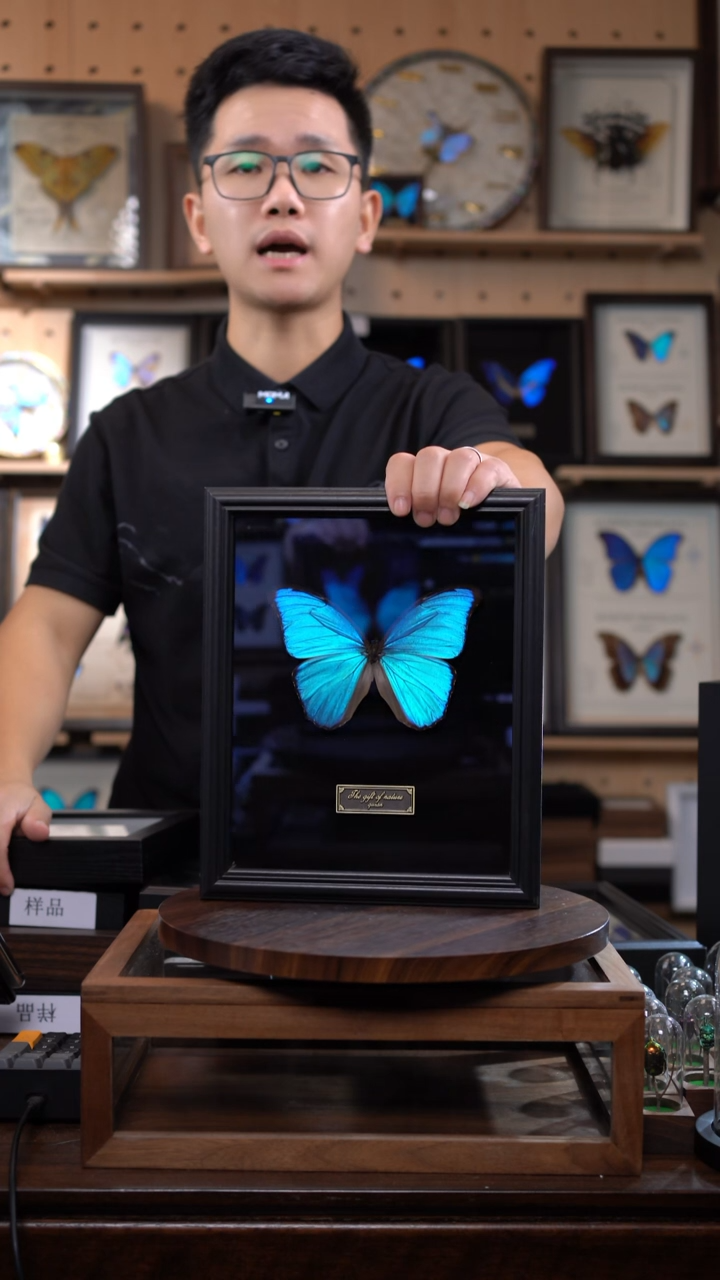 大蓝闪蝶黑绒底版10寸欧式框（带证书）