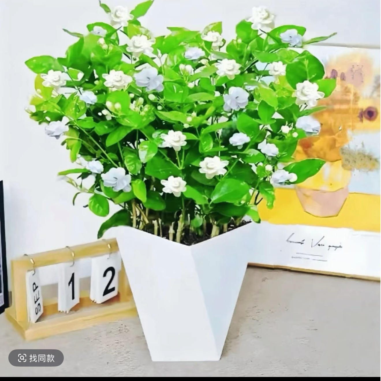 c浓香型重瓣茉莉花盆栽四季开花耐寒耐热室内外种植佳品