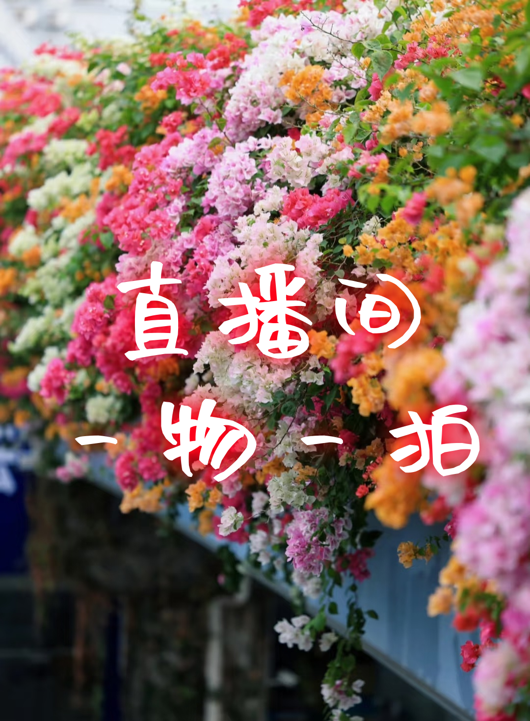 禾野36.8【三角梅】1加仑盆室内室外种植好养爬藤盆栽花卉--单盆