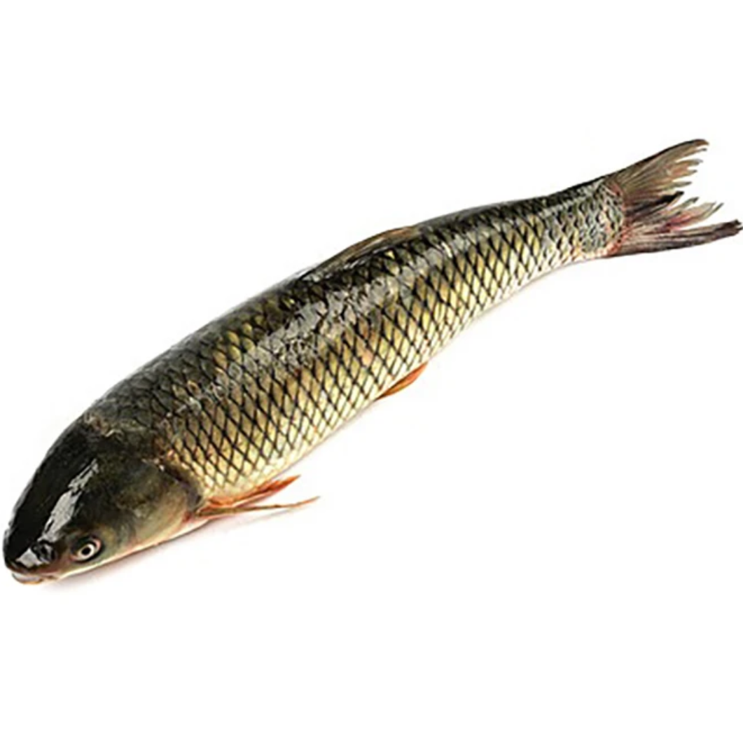 活体鱼四川草鱼 草皖观赏水族淡水饲养