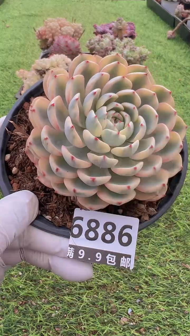 【闪购商品】信福多肉一物一拍