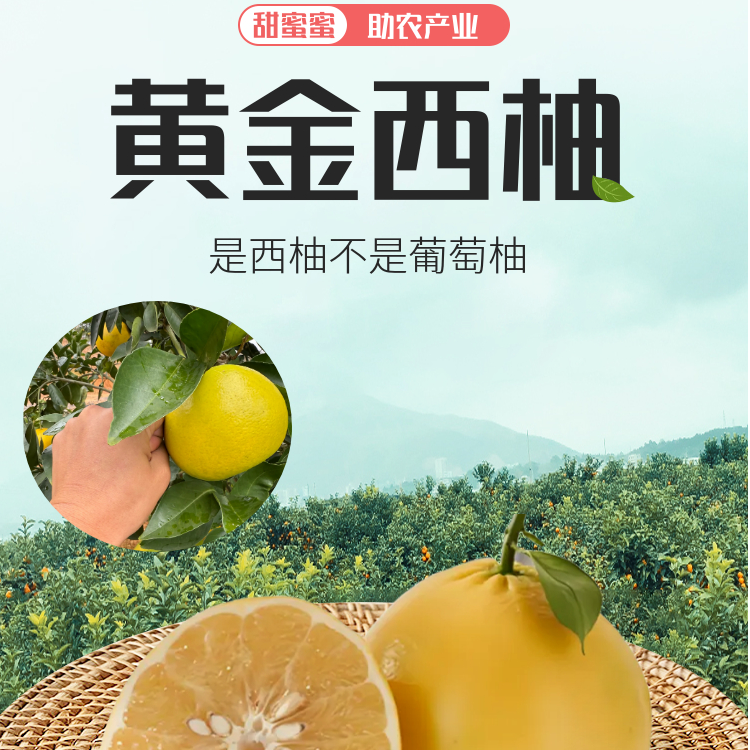 【黄金西柚】不是葡萄柚正宗改良品种助农产品甜蜜黄金西柚黄金贡柚
